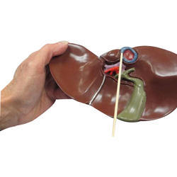 Human Liver Model